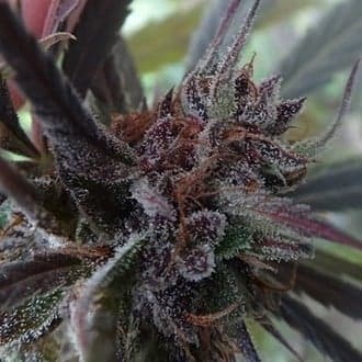 Haze x Kali China (ACE Seeds)