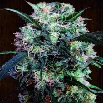 Kali China (ACE Seeds)