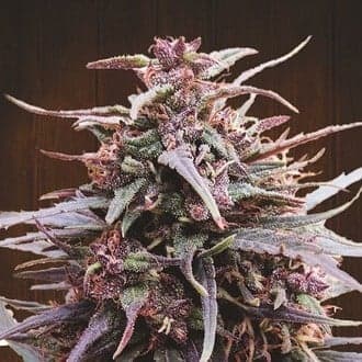 Purple Haze x Malawi (ACE Seeds)