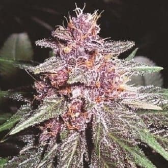 Violeta (ACE Seeds)