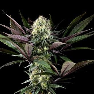 Apple Fritter (Kannabia)