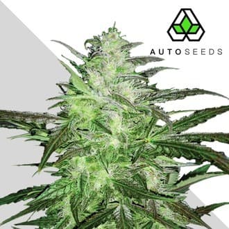 Auto Chemdog (Auto Seeds)