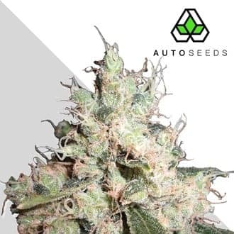 Hijack (Auto Seeds)