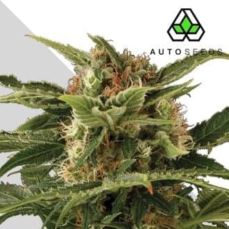 Auto Pounder (Auto Seeds)