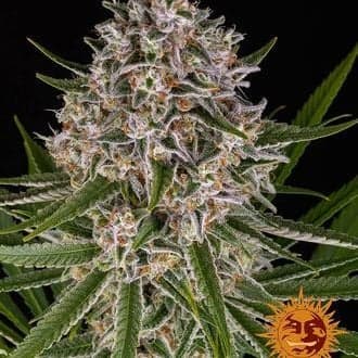 Lemon Haze Auto (Barney's Farm)