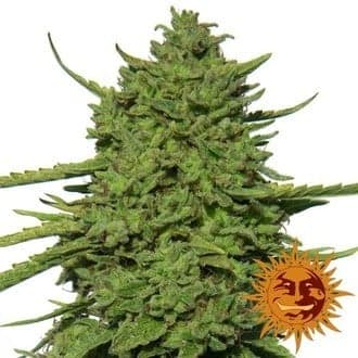 Amnesia Lemon (Barney's Farm)