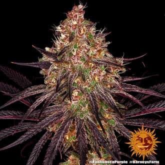 Ayahuasca Purple (Barney's Farm)