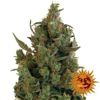 Blueberry Cheese (Barney's Farm)