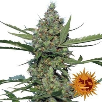 Laughing Buddha (Barney's Farm)