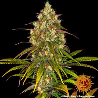 Liberty Haze (Barney's Farm)