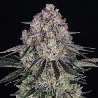 Sour Diesel Auto (Barney's Farm)