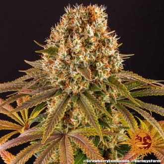 Strawberry Lemonade (Barney's Farm)