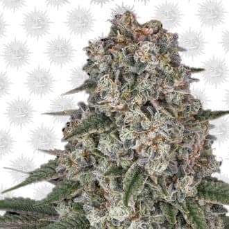 Tropicanna Banana (Barney's Farm)