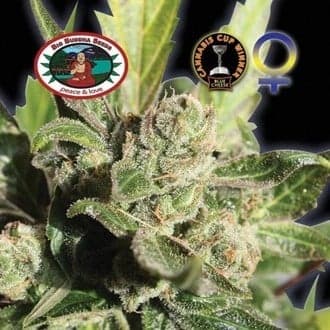 Blue Cheese (Big Buddha Seeds)