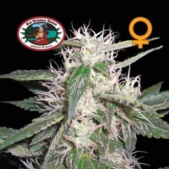 Cheese Dawg (Big Buddha Seeds)
