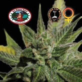 Big Buddha Cheese (Big Buddha Seeds)