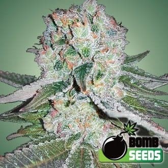 Banana Bomb (Bomb Seeds)