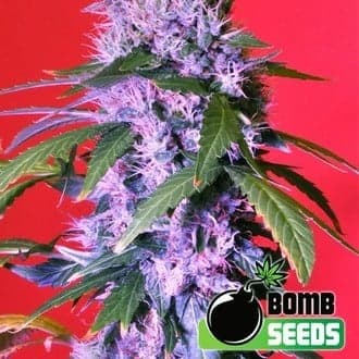 Berry Bomb (Bomb Seeds)