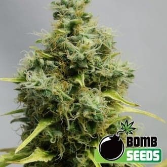 Big Bomb (Bomb Seeds)