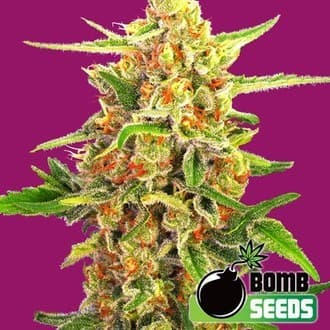 Cherry Bomb (Bomb Seeds)
