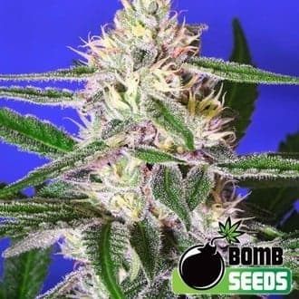 Edam Bomb (Bomb Seeds)