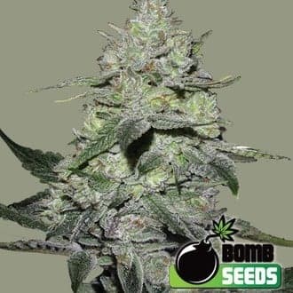 Gorilla Bomb (Bomb Seeds)