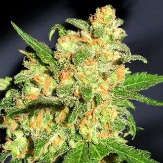 Bruce Banner (BSB Genetics)