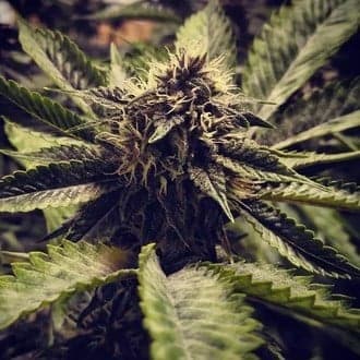 Cali Cherry Pie (BSB Genetics)