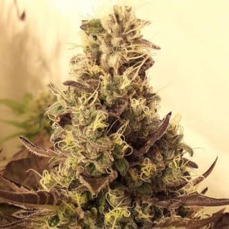Cali Cookies (BSB Genetics)