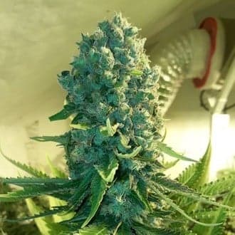 Cali Dream (BSB Genetics)