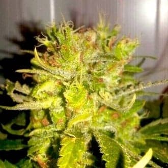 Lemon Haze (BSB Genetics)