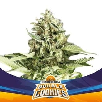 Double Cookies Auto (BSF Seeds)