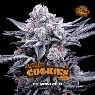 Double Cookies (BSF Seeds)