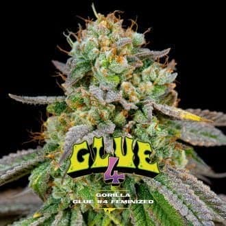 GG#4 (BSF Seeds)