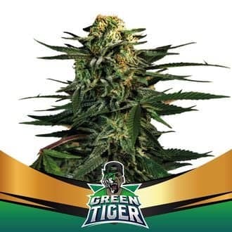 Green Tiger (BSF Seeds)