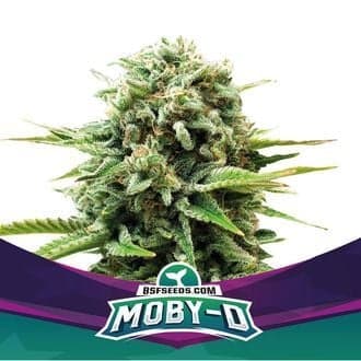 Moby-D (BSF Seeds)