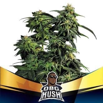 OBG Kush (BSF Seeds)