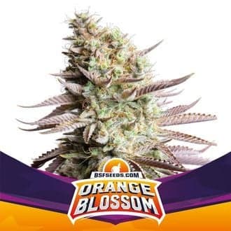 Orange Blossom (BSF Seeds)