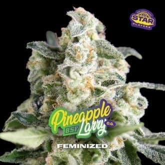 Pineapple Larry OG (BSF Seeds)