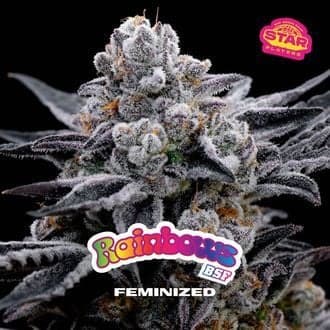 Rainbows (BSF Seeds)