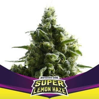 Super Lemon Haze (BSF Seeds)
