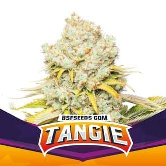 Tangie (BSF Seeds)