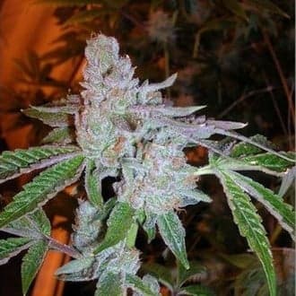 Buddha Tahoe OG (Cali Connection)