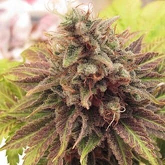Chem Valley Kush (Cali Connection)