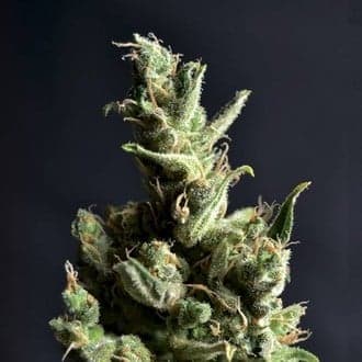 Amnesia 5 (CBD Seeds)