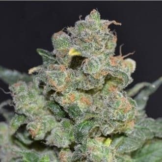 Cheese (CBD Seeds)