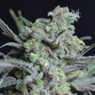 Critical (CBD Seeds)