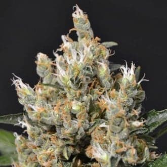 Kali (CBD Seeds)