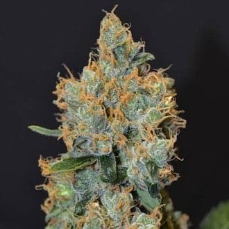 Lavender (CBD Seeds)