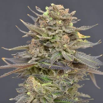 Magma (CBD Seeds)